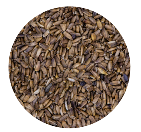 Milk Thistle