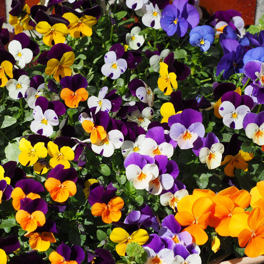12 Pack Viola Tray