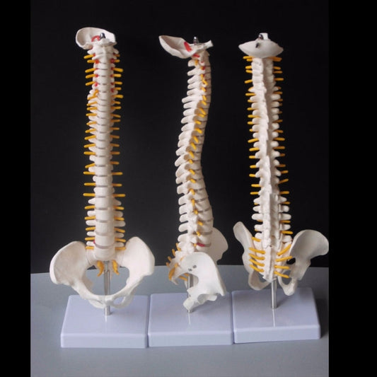 45CM Human Spine with Pelvic Model Human Anatomical Anatomy Spine Medical Model spinal column model+Stand Fexible, Human Spine Model