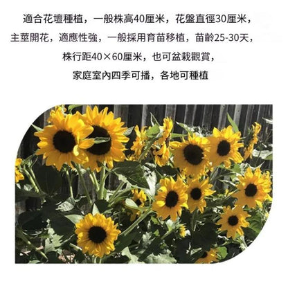 MARSEED Balcony Dwarf Sunflower Seeds Potted Ornamental Flowers Edible Sunflower Seeds, New / Old Packaging Ships Randomly