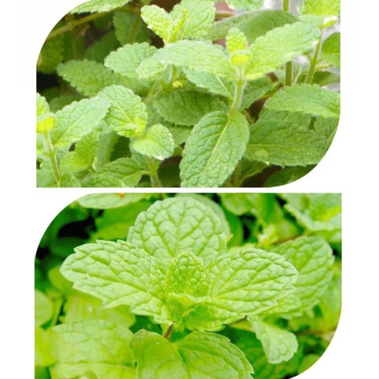 Herb Collection Spice Seeds, New / Old Packaging Ships Randomly, Cedarwood, Lemon Basil, Thyme