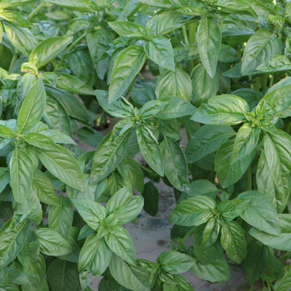 MARSEED Edible Sweet Basil Seeds Four Seasons Balcony Potted Herb Seeds, New / Old Packaging Ships Randomly