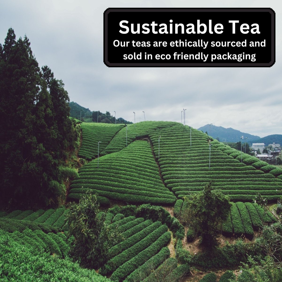Premium Loose Leaf Tea Bundle