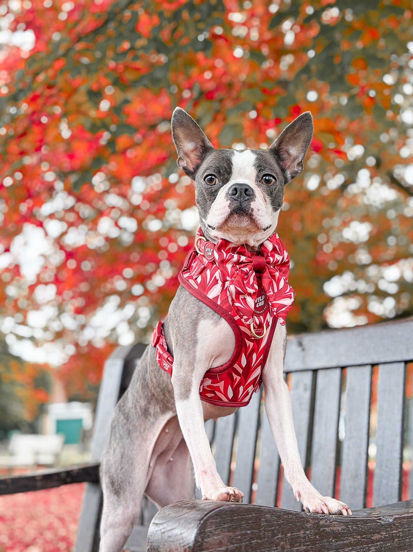 Wyld Cub - Dog Sailor Bow Tie: Kew Acer