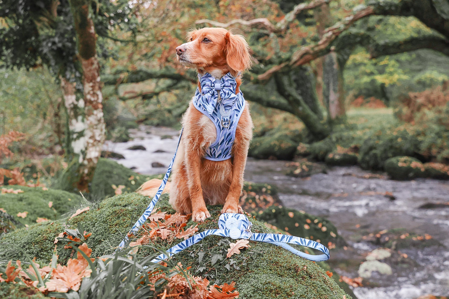 Wyld Cub - Adjustable Dog Harness: Kew Celeste