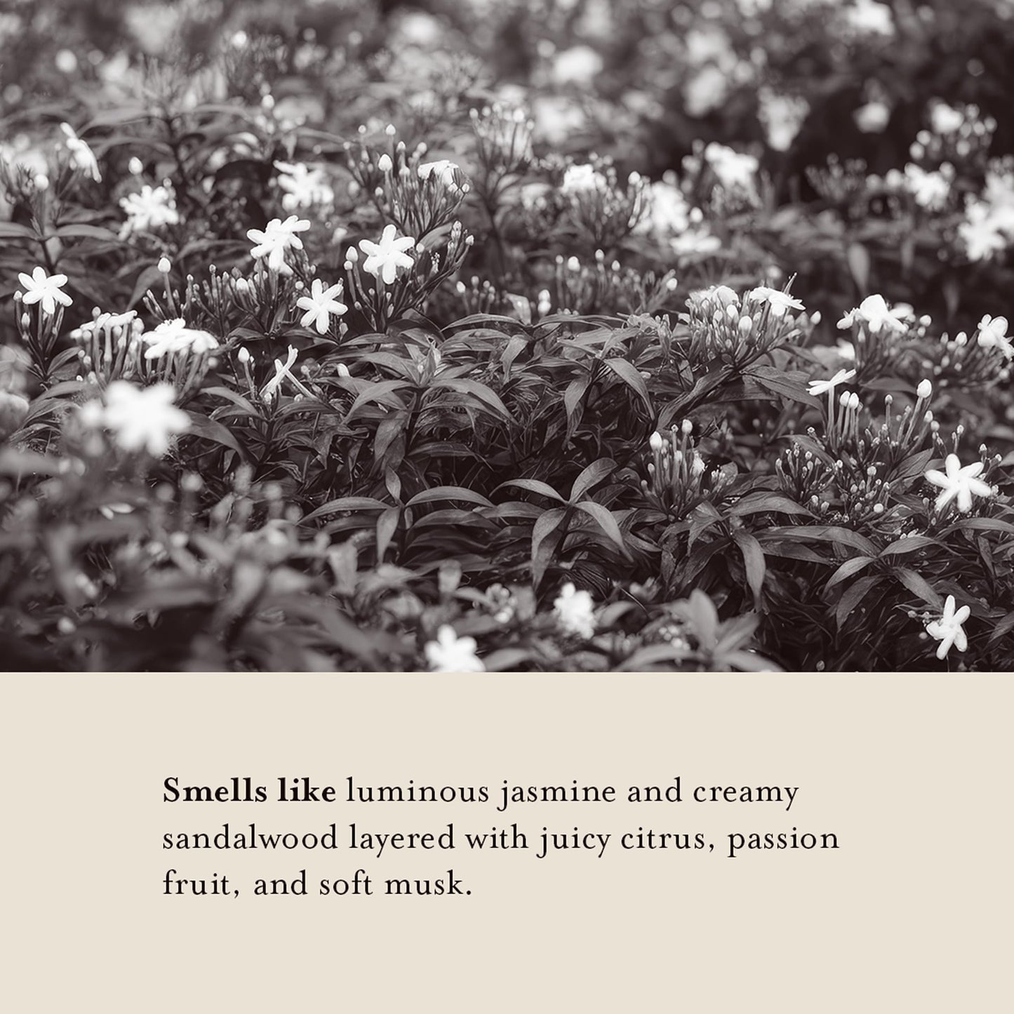 A LA MAISON Cleansing Shower Oil – Jasmine & Santal | Hydrating Oil-to-Lather