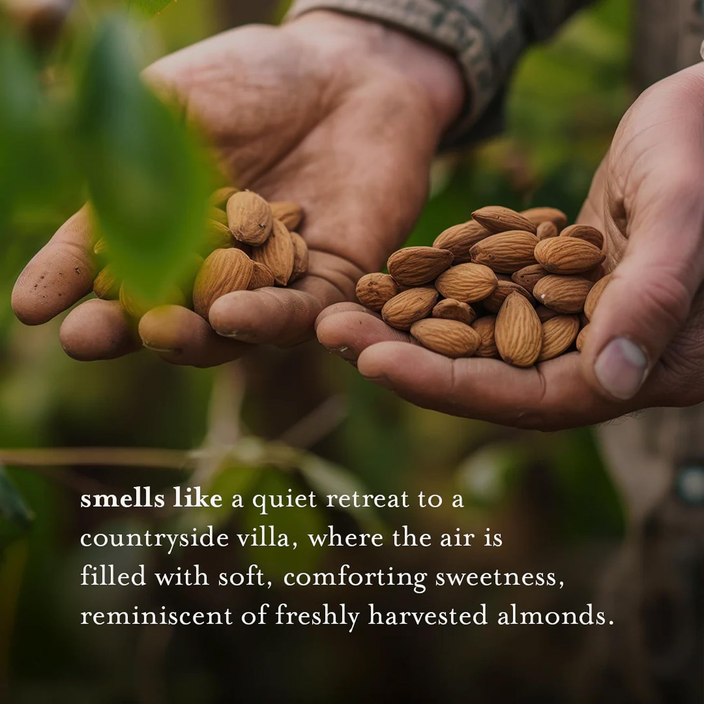 A LA MAISON Almond Hand Soap – French Craft, Plant-Based, 3-Pack (16.9 oz)