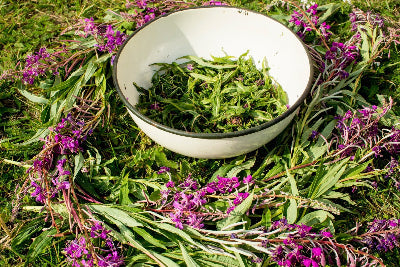Pure Comfrey Oil | Leaf-Infused | Handmade in North Yorkshire | 100ml – 1 Litre