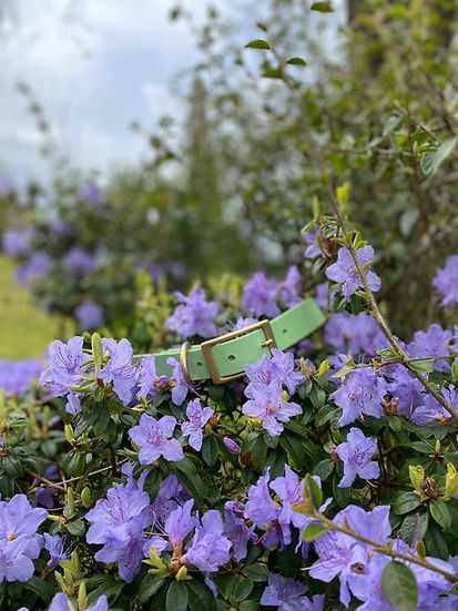 Classic Biothane Collar - Handmade Classic Biothane Dog Collar