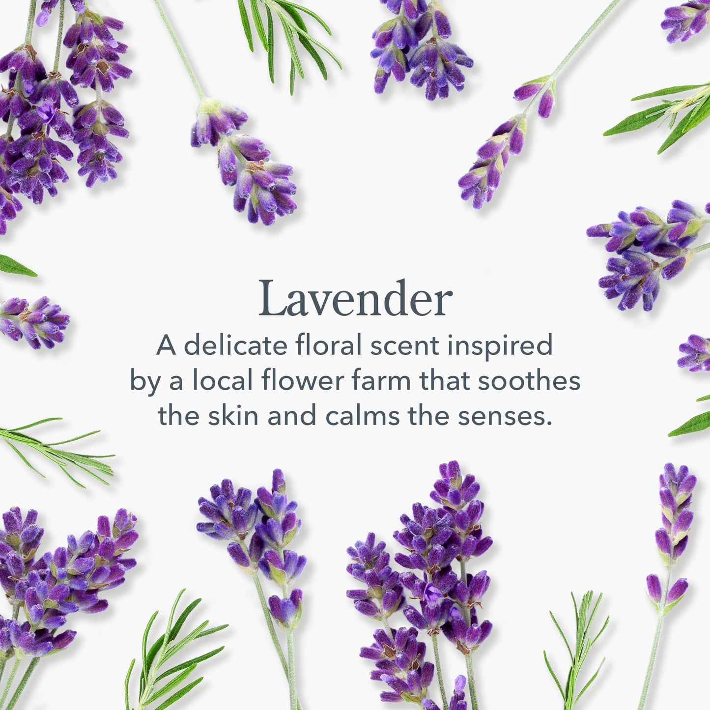 Beekman 1802 Goat Milk Hand Wash Lavender – 12.5 fl oz – Moisturizing & Gentle | Cruelty-Free