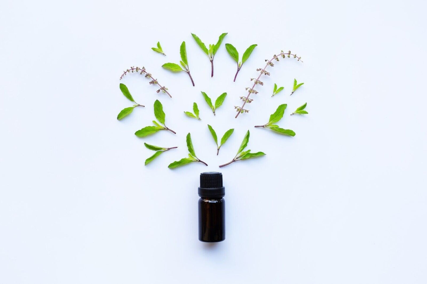 Benzoin Essential Oil - 100% Pure and Natural