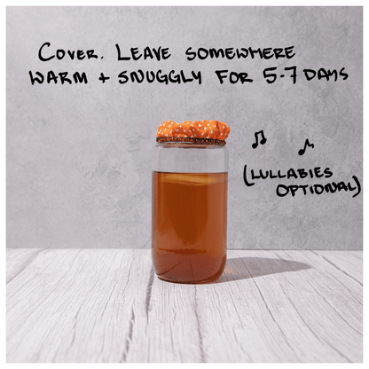 Blighty Baby Kombucha Starter Kit (to make 1L)