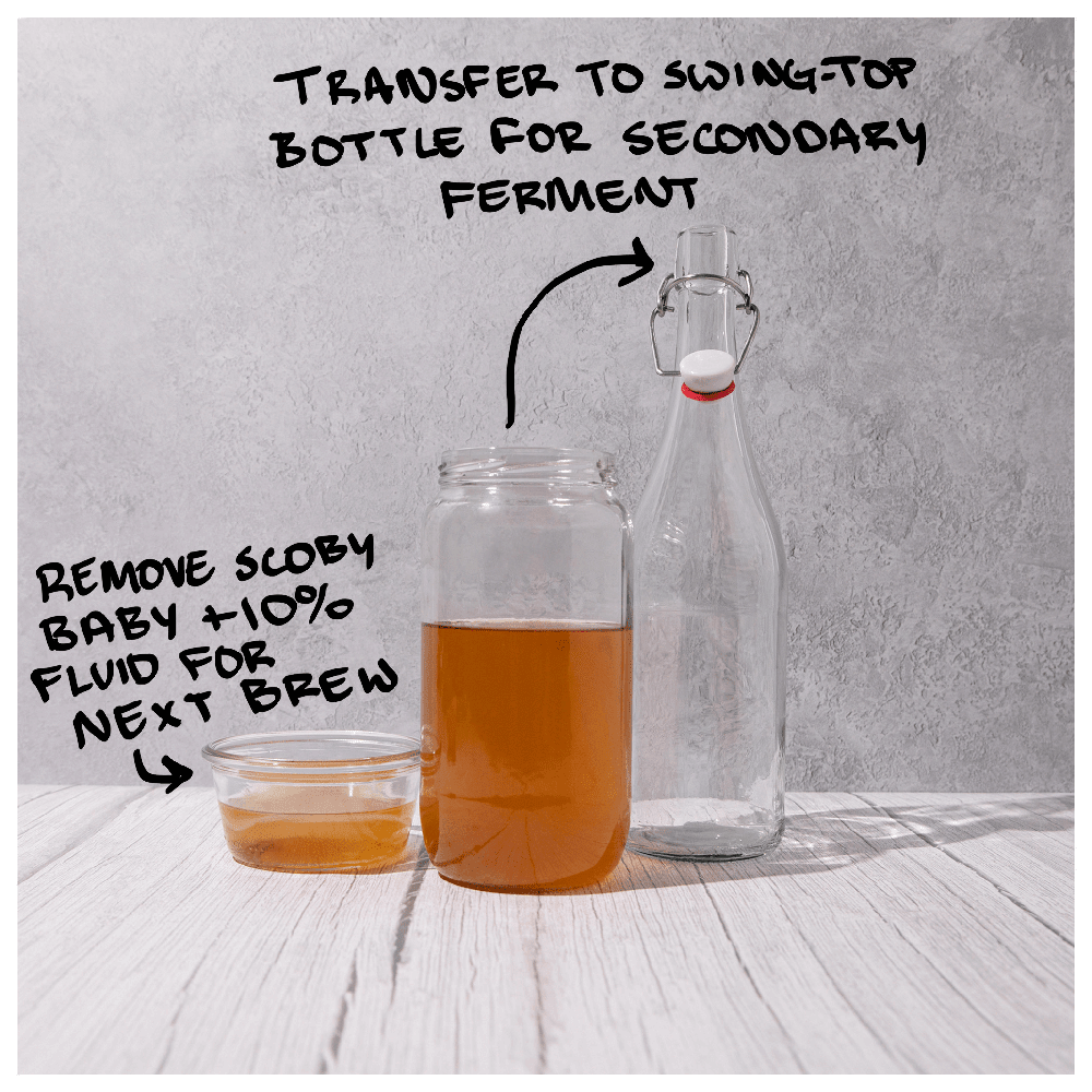 Blighty Baby Kombucha Starter Kit (to make 1L)
