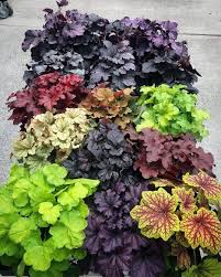 Heuchera