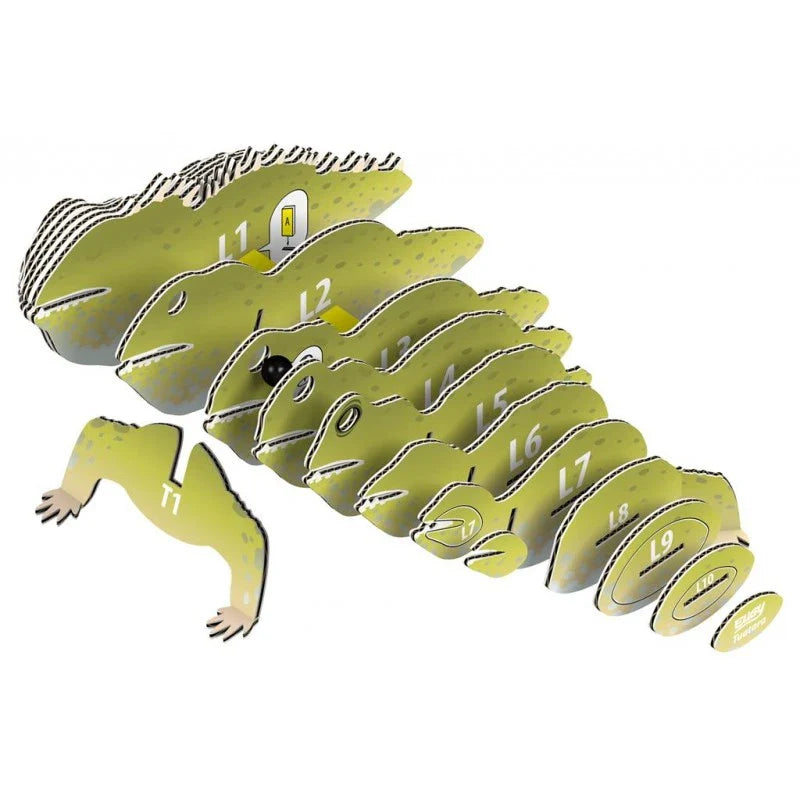 EUGY Tuatara
