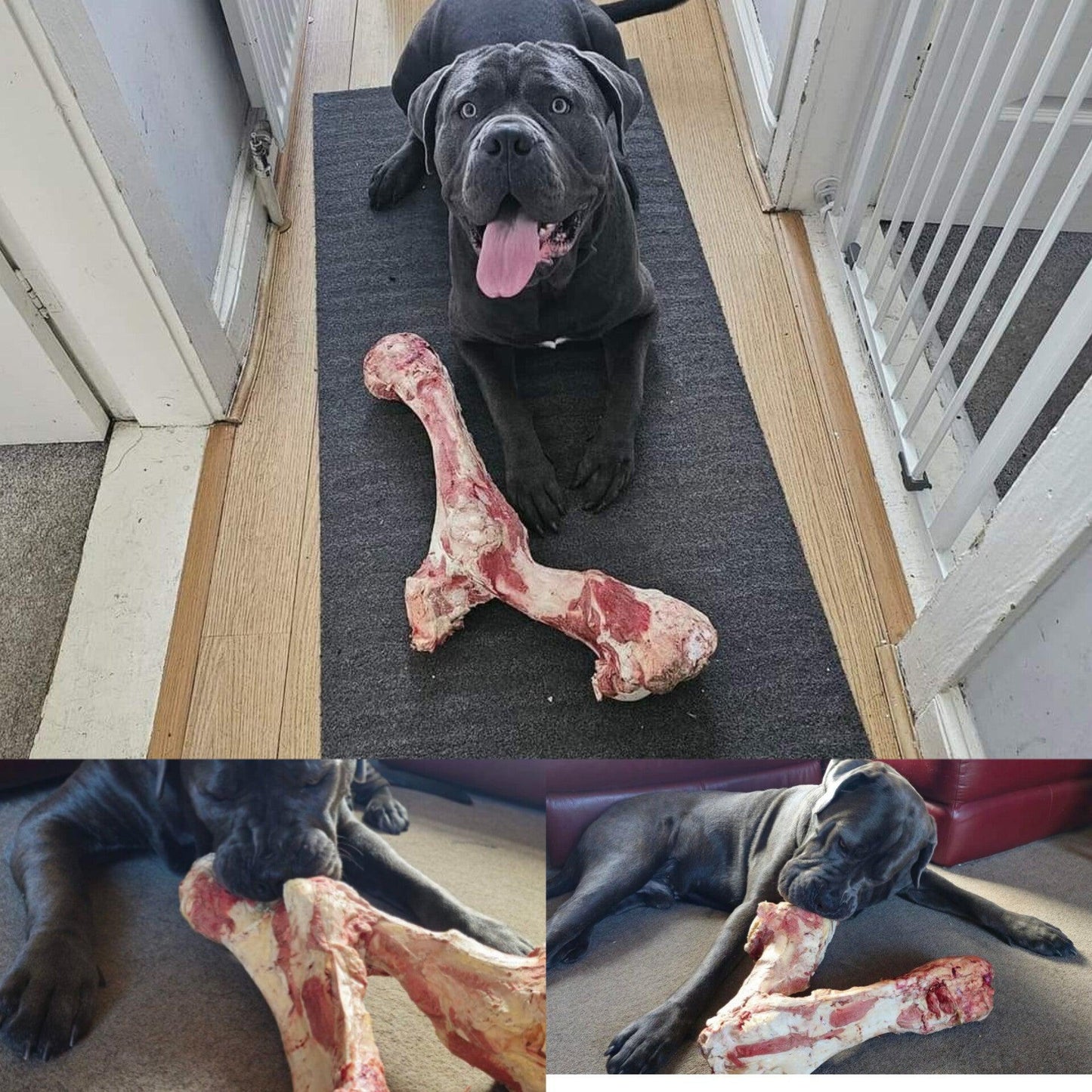 Extra Large Beef Bone - Tripefactory Sunderland - Raw Frozen Treats