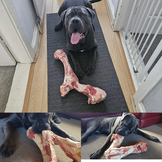 Extra Large Beef Bone - Tripefactory Sunderland - Raw Frozen Treats