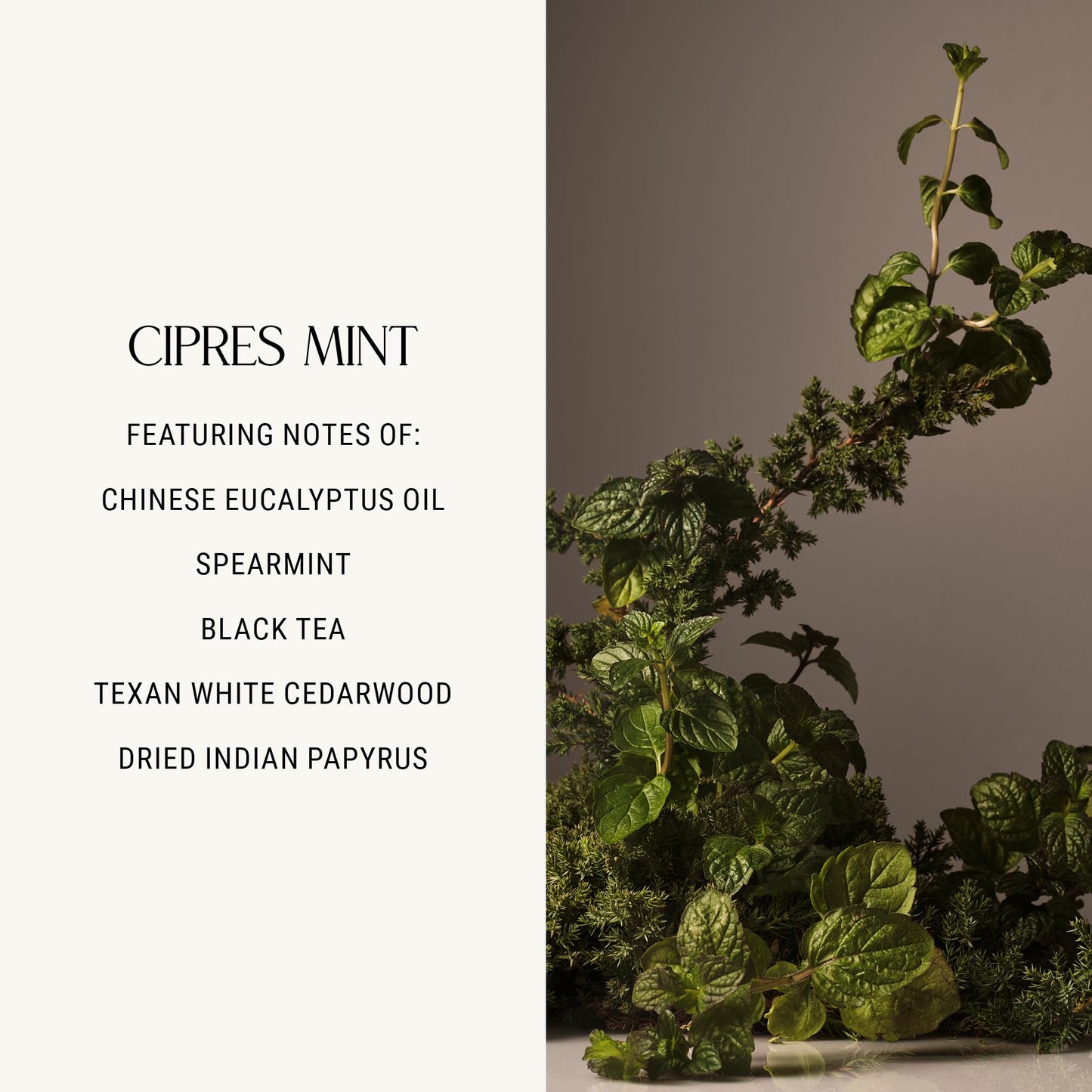 Homecourt Hand Cream – Non-Greasy Hydration for Soft Hands (Cipres Mint, 12 oz) | Dermatologist Tested, Clean Formula