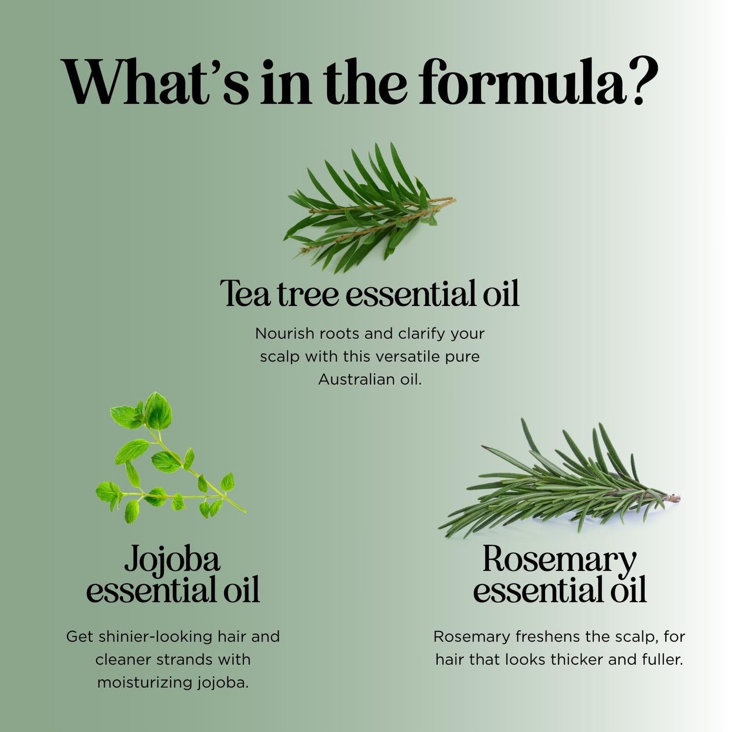 HONEYDEW Invigorating Tea Tree Mint Shampoo for Oily Hair – Rosemary Mint Clarifying Formula