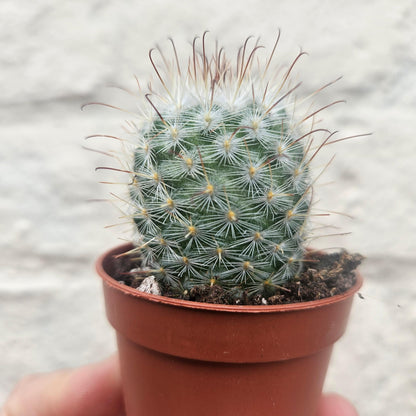 Mammillaria bombycina (Silken Pincushion Cactus)