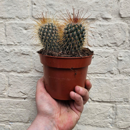 Mammillaria magnifica