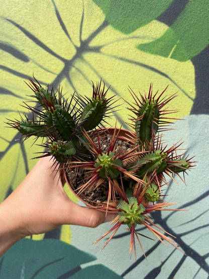 Euphorbia enopla (Pincushion plant)