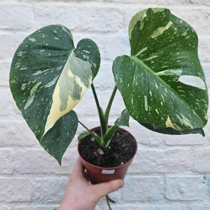 Monstera deliciosa 'Thai Constellation' (Variegated Monstera)