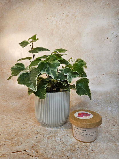 Activated Charcoal