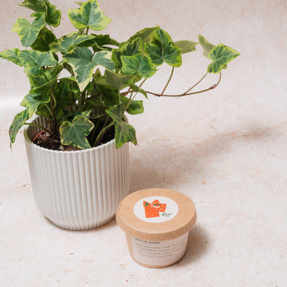 Rooting powder