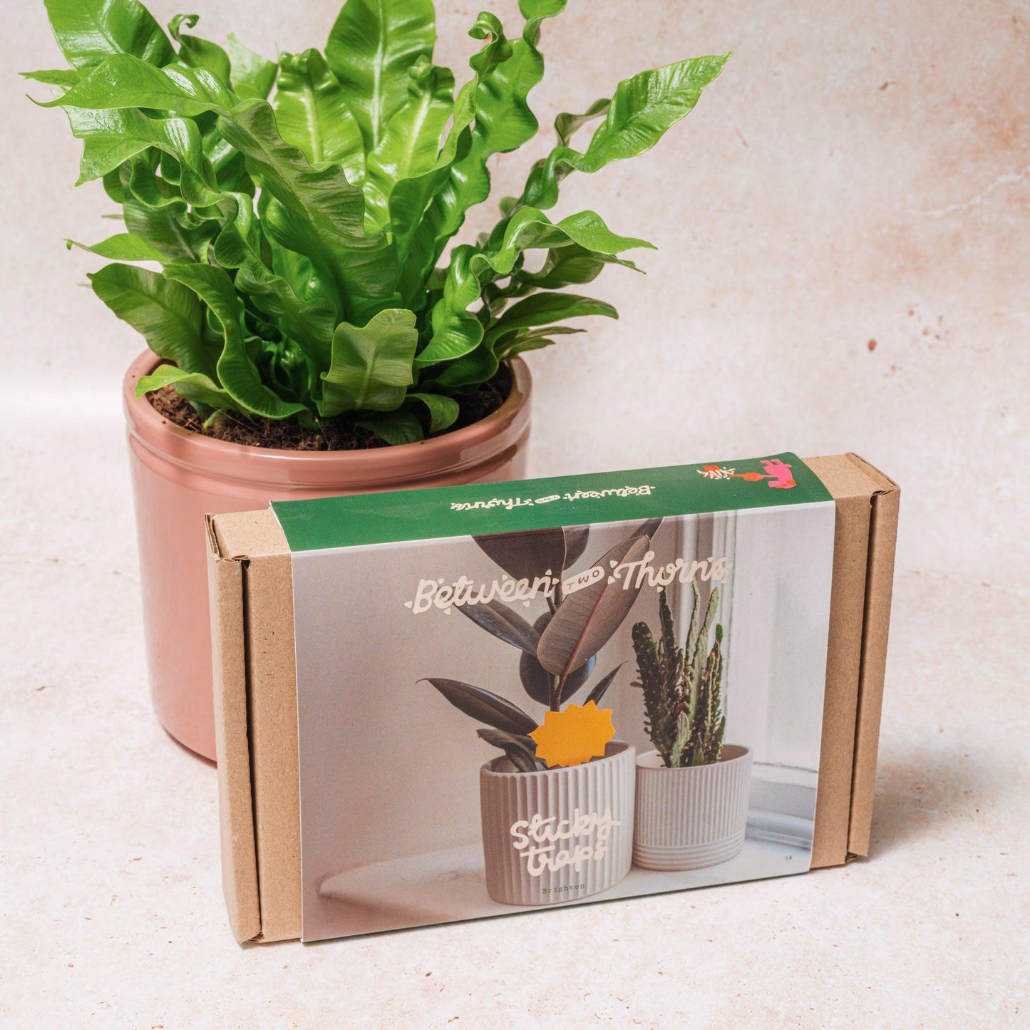 Sticky Traps for Fungus Gnats