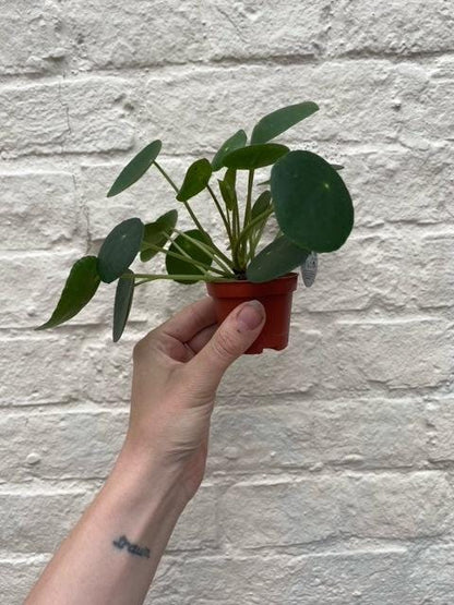 Pilea peperomioides (Chinese Money Plant)