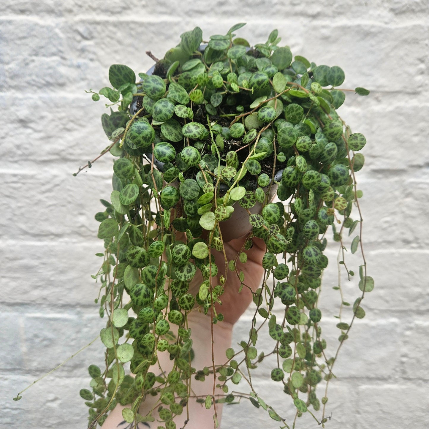 Peperomia prostrata (String of Turtles)