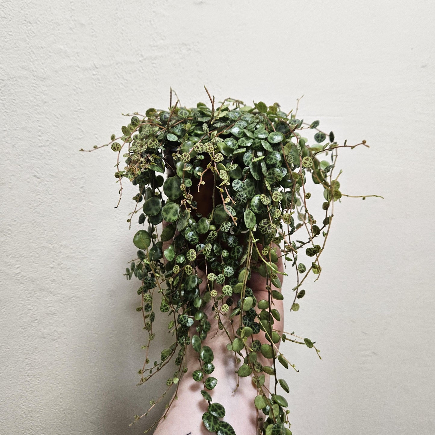 Peperomia prostrata (String of Turtles)