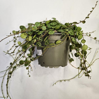 Peperomia prostrata (String of Turtles)