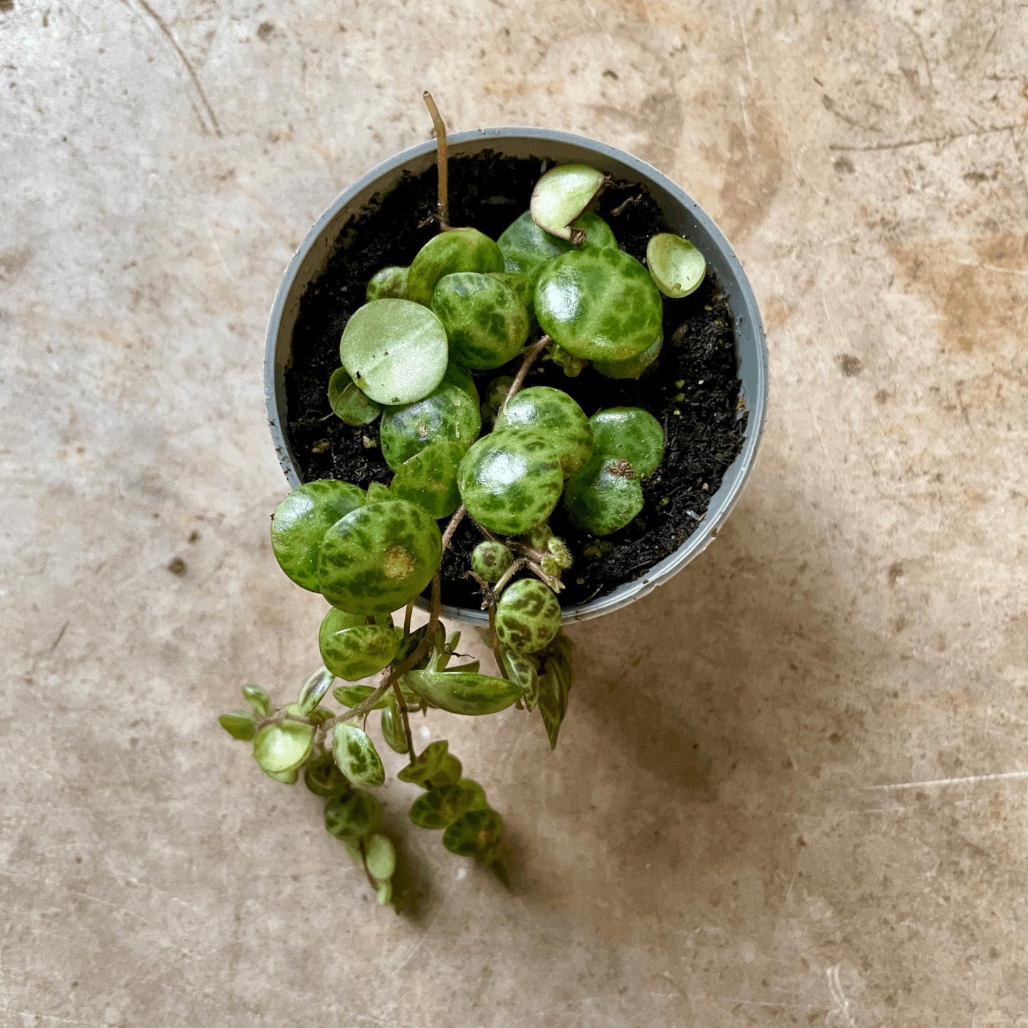 Peperomia prostrata (String of Turtles)