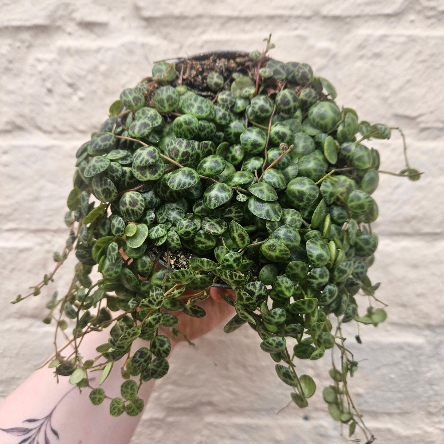 Peperomia prostrata (String of Turtles)