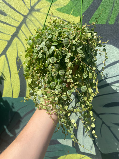 Peperomia prostrata (String of Turtles)