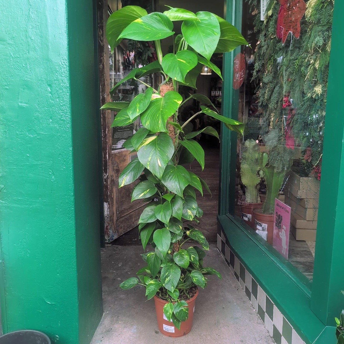 Epipremnum aureum (Golden Pothos)