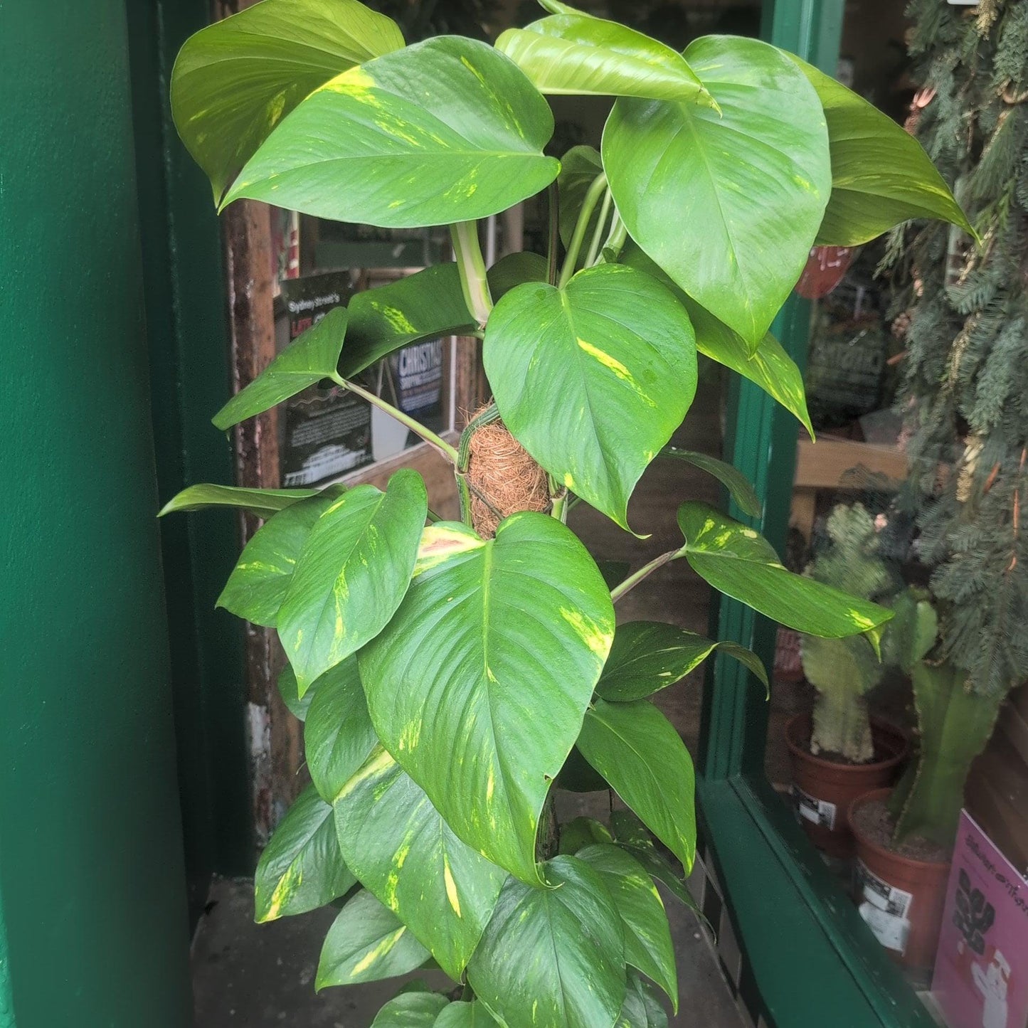 Epipremnum aureum (Golden Pothos)