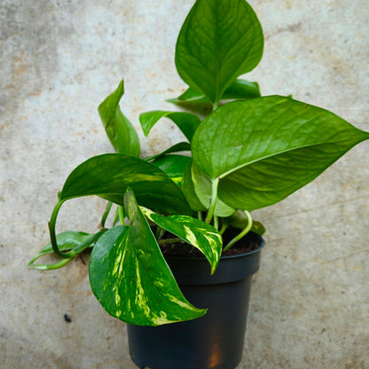 Epipremnum aureum (Golden Pothos)