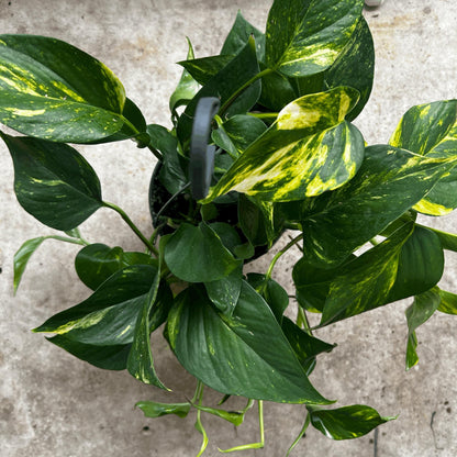 Epipremnum aureum (Golden Pothos)