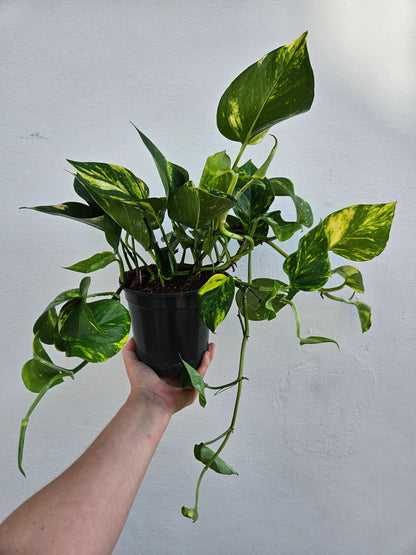 Epipremnum aureum (Golden Pothos)