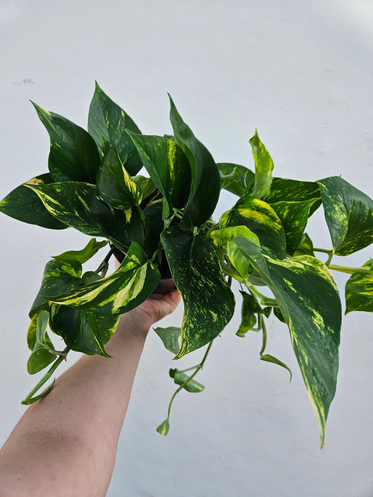 Epipremnum aureum (Golden Pothos)