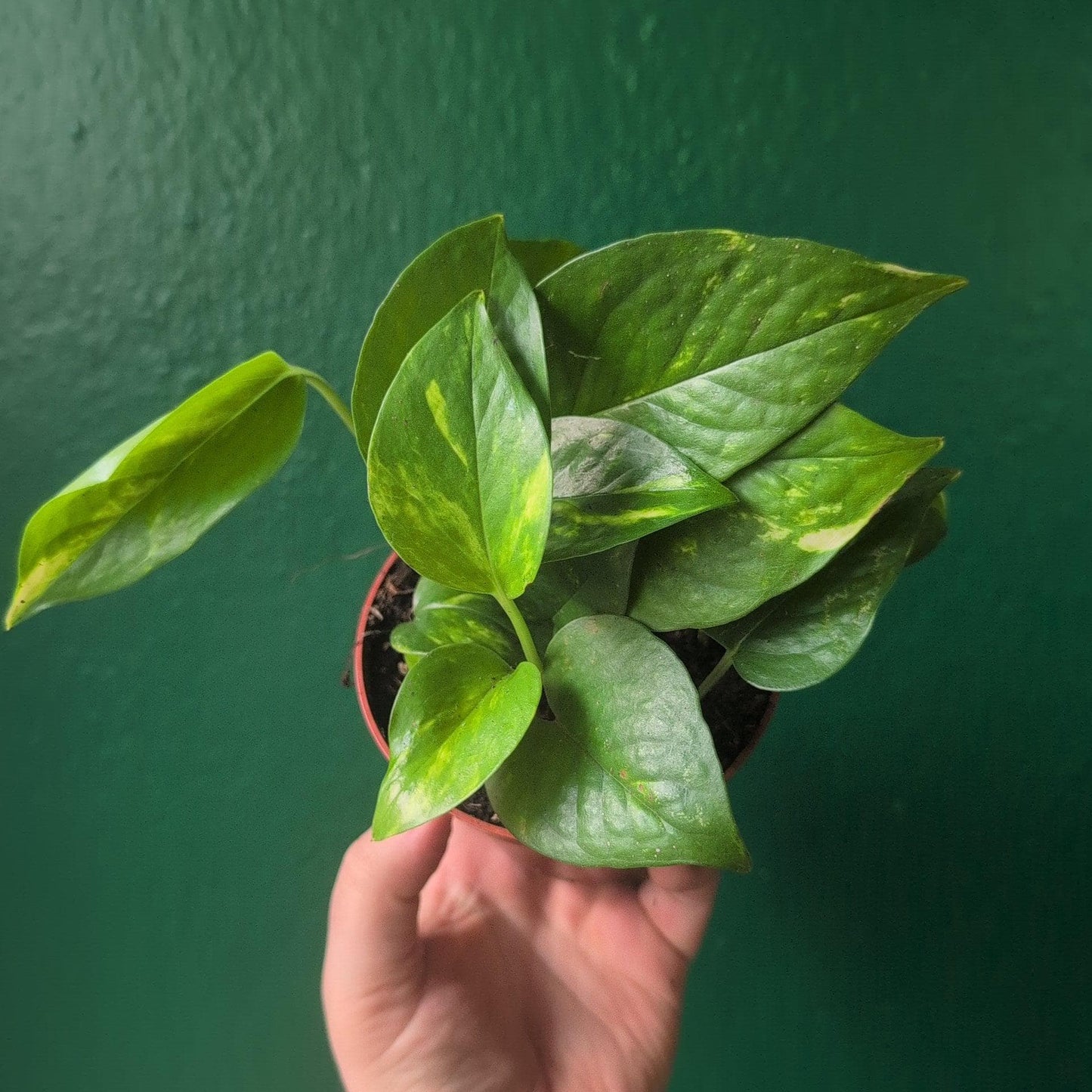 Epipremnum aureum (Golden Pothos)