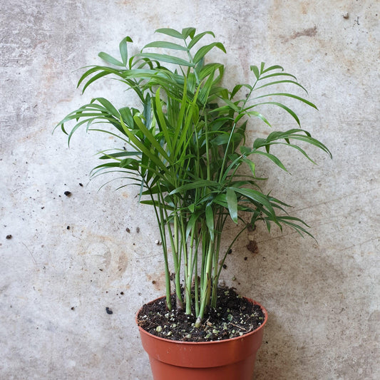Chamaedorea elegans (Parlour palm)