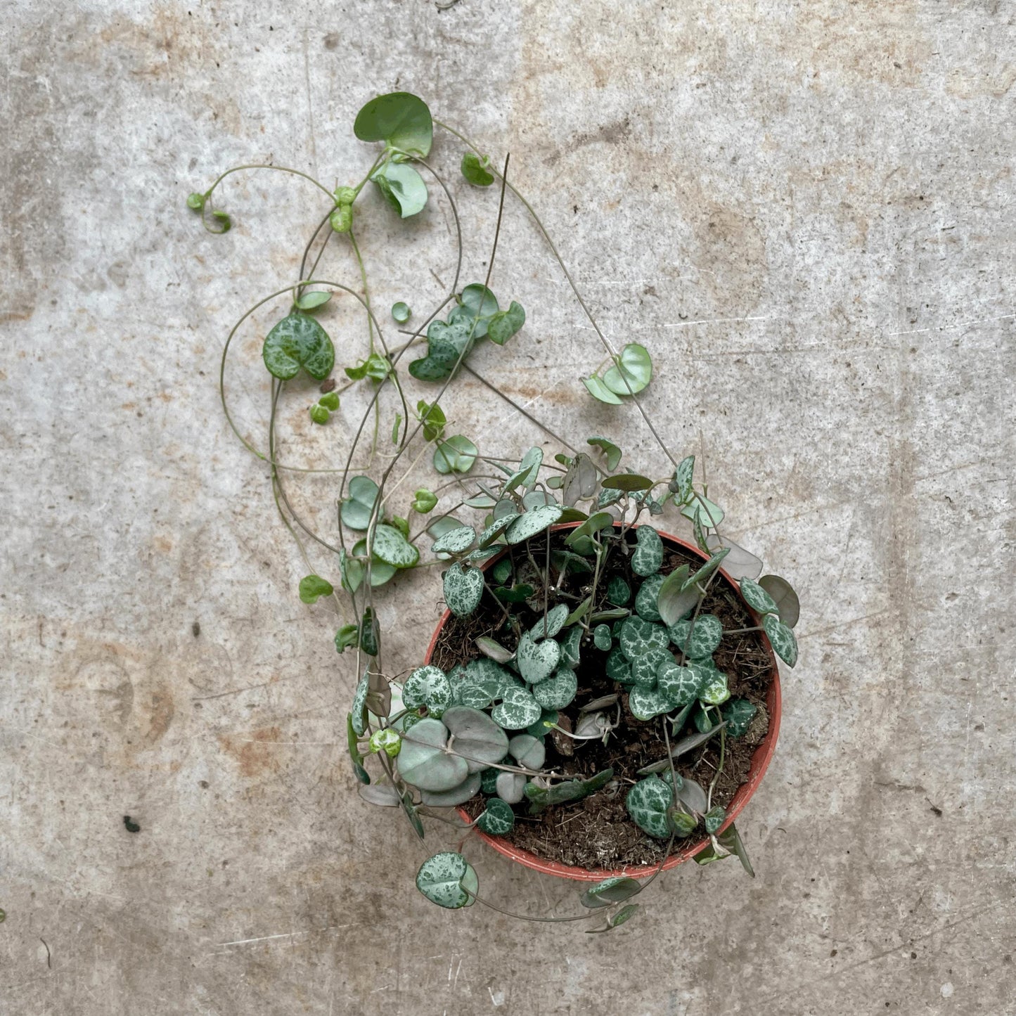 Ceropegia woodii (String of Hearts)