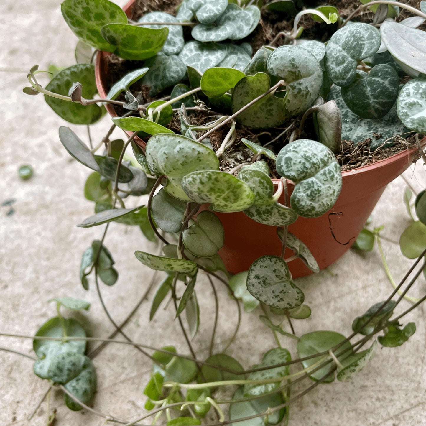 Ceropegia woodii (String of Hearts)