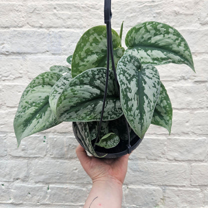 Scindapsus pictus 'Trebie' (Silver Vine Pothos)