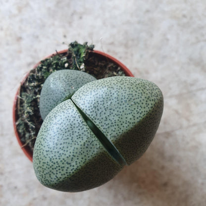 Pleiospilos nelii (Split Rock Plant)
