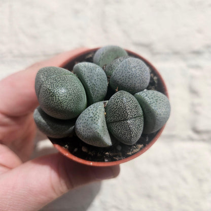Pleiospilos nelii (Split Rock Plant)